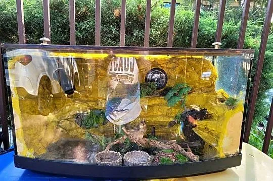 Terarium dla gekona