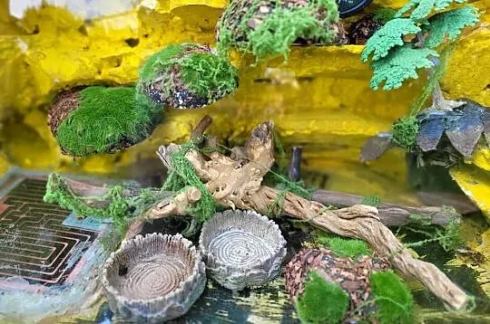 Terarium dla gekona, Łódzkie, Łódź