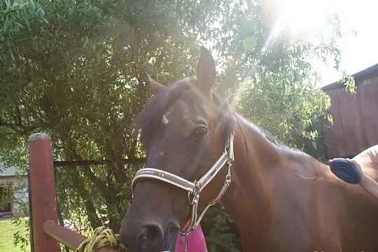 Klacz pony