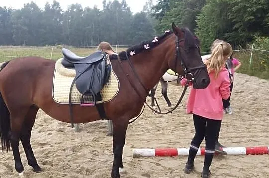 Klacz pony