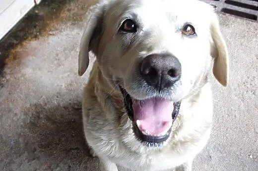 Bosman- biszkoptowy labrador szuka dobrego domu,  dolnośląskie Jelenia Góra