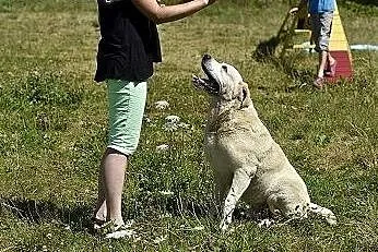 Bosman- biszkoptowy labrador szuka dobrego domu,  
