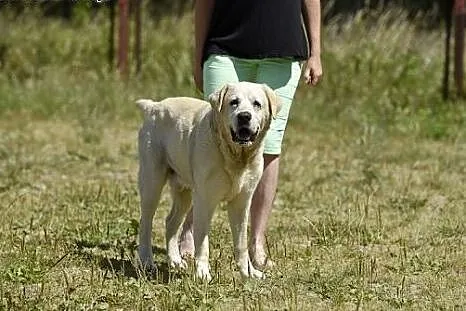 Bosman- biszkoptowy labrador szuka dobrego domu,  
