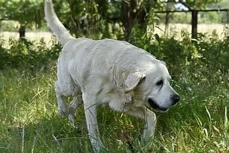 Bosman- biszkoptowy labrador szuka dobrego domu,  