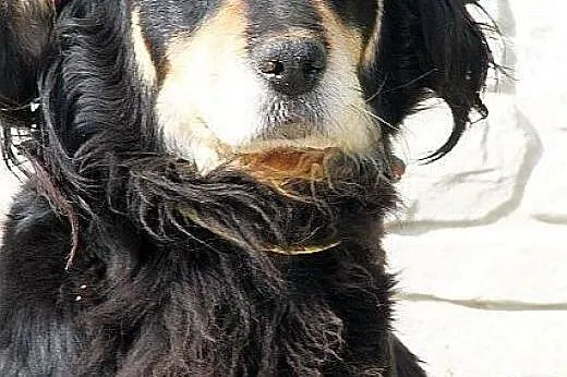 SAMSON elegancki spaniel szuka dobrego domu,  mazo