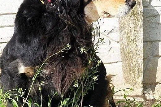 SAMSON elegancki spaniel szuka dobrego domu,  mazo