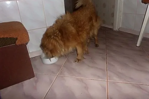 Dropsik, futrzany psiaczek,  łódzkie Piotrków Tryb