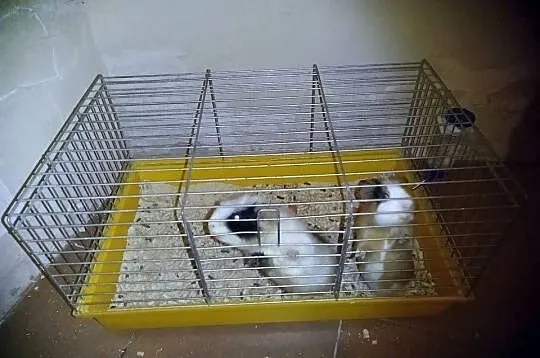 Świnki