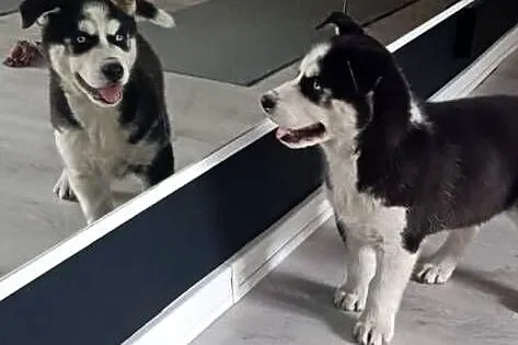 Husky Syberian, Kujawsko-pomorskie, Inowrocław