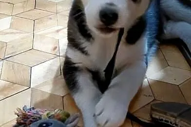 Husky Syberian, Kujawsko-pomorskie, Inowrocław