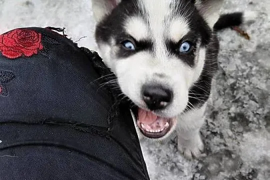 Husky Syberian, Kujawsko-pomorskie, Inowrocław
