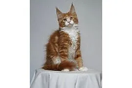 Kocurek Maine Coon FPL