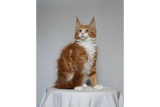 Kocurek Maine Coon FPL, Małopolskie, Kraków