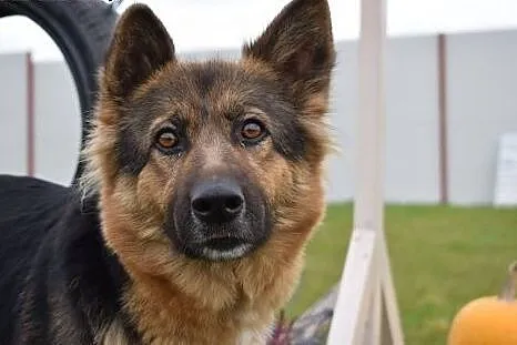 Kami urocza wilczyca do adopcji,  śląskie Bytom