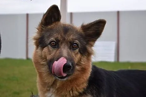 Kami urocza wilczyca do adopcji,  śląskie Bytom