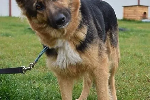 Kami urocza wilczyca do adopcji,  śląskie Bytom