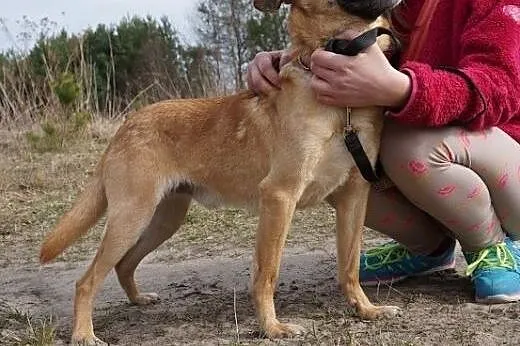 Piaskowy wilczek Wedel do adopcji,  małopolskie Kraków
