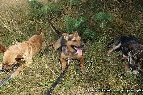 Piaskowy wilczek Wedel do adopcji,  małopolskie Kr