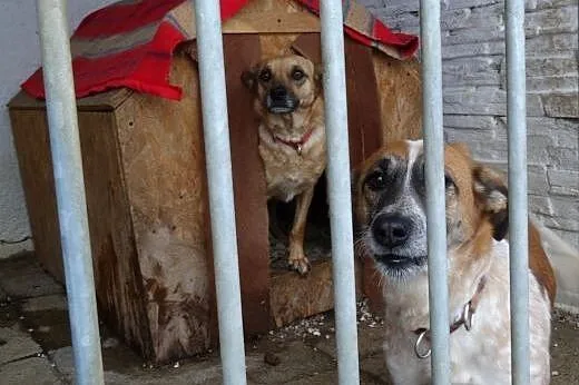 Piaskowy wilczek Wedel do adopcji,  małopolskie Kr