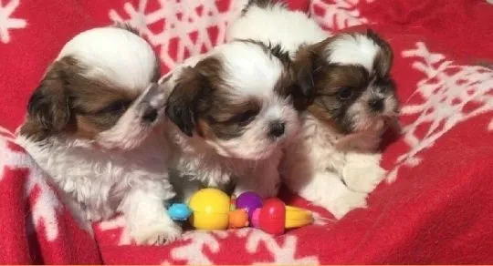 Szczenięta Shih Tzu do adopcji – napisz, aby uzyskać więcej informacji: {{emanuellepatricia71@gmail.