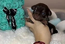 Chihuahua długowłosy piesek choco tan badania DNA rodowód