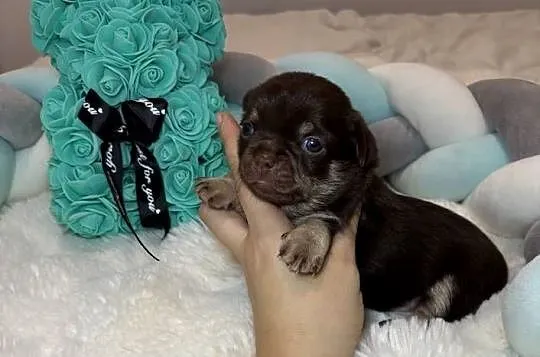 Chihuahua długowłosy piesek choco tan badania DNA rodowód, Łódzkie, Bełchatów