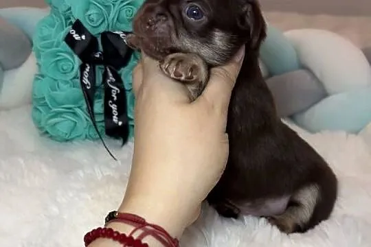 Chihuahua długowłosy piesek choco tan badania DNA rodowód, Łódzkie, Bełchatów