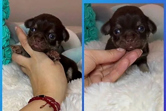 Chihuahua długowłosy piesek choco tan badania DNA rodowód, Łódzkie, Bełchatów