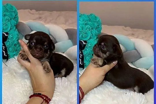 Chihuahua długowłosy piesek choco tan badania DNA rodowód, Łódzkie, Bełchatów