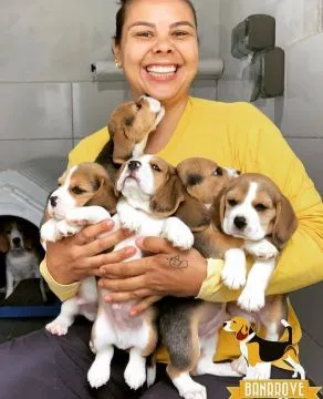 Miłe i kochające szczenięta rasy beagle na sprzedaż/Miłe i kochające szczenięta rasy beagle na sprze