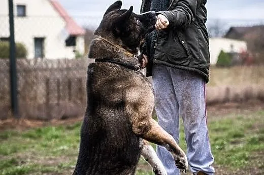 APSIK vel APE z chęcią poda Tobie łapę :),  śląski