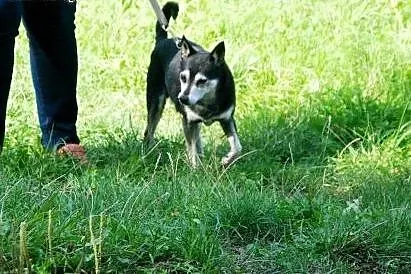 Adoptuj pięknego Skubiego a pokocha Cię całym sercem,  Kundelki cała Polska