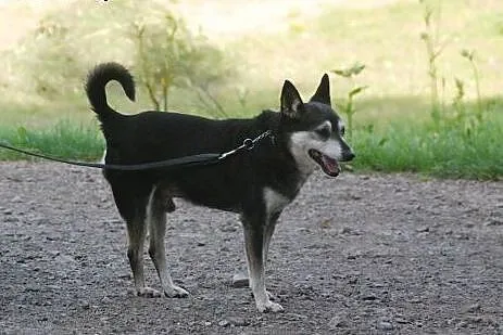 Adoptuj pięknego Skubiego a pokocha Cię całym serc