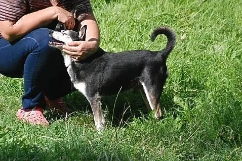 Adoptuj pięknego Skubiego a pokocha Cię całym serc