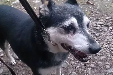 Adoptuj pięknego Skubiego a pokocha Cię całym serc