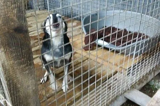 Adoptuj pięknego Skubiego a pokocha Cię całym serc