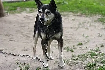 Adoptuj pięknego Skubiego a pokocha Cię całym serc