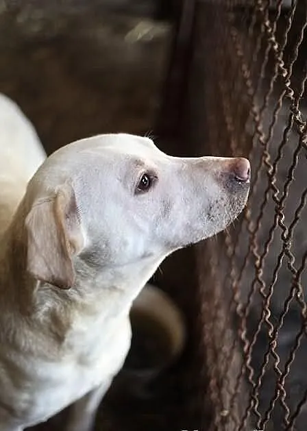 Biszkoptowy mix labradora pilnie potrzebuje domu