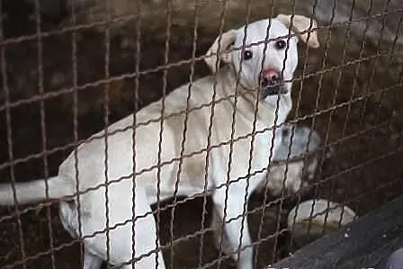 Biszkoptowy mix labradora pilnie potrzebuje domu