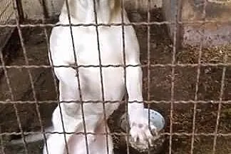 Biszkoptowy mix labradora pilnie potrzebuje domu