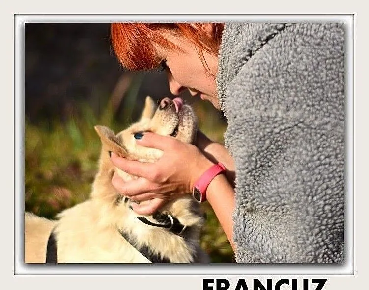 FRANCUZ,średni,przyjazny,wesoły,szczepiony piesek.ADOPCJA, Mazowieckie, Warszawa