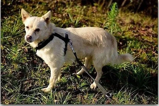 FRANCUZ,średni,przyjazny,wesoły,szczepiony piesek.ADOPCJA, Mazowieckie, Warszawa