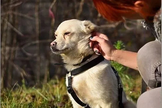 FRANCUZ,średni,przyjazny,wesoły,szczepiony piesek.ADOPCJA, Mazowieckie, Warszawa