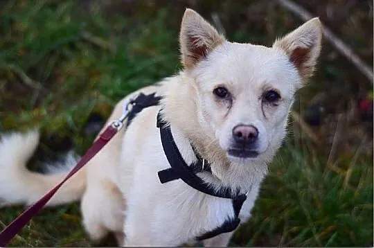 FRANCUZ,średni,przyjazny,wesoły,szczepiony piesek.ADOPCJA, Mazowieckie, Warszawa