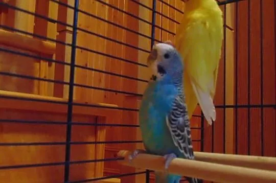 Papugi Faliste wraz z klatką