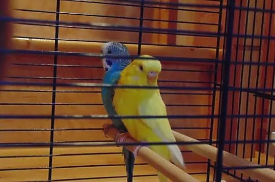 Papugi Faliste wraz z klatką