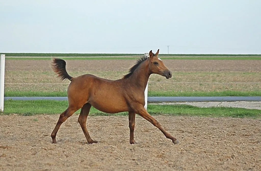 Źrebak klacz, ,