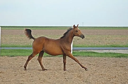 Źrebak klacz, , 