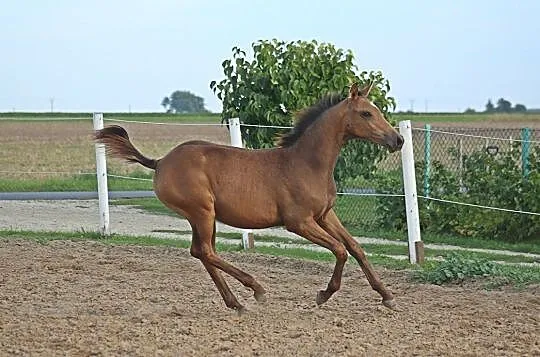 Źrebak klacz, , 