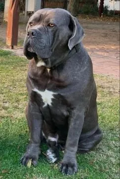 Szczenięta rasy cane corso dostępne do adopcji, psy i suki, , Warszawka